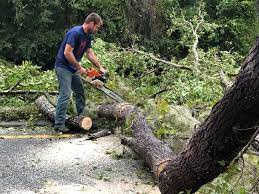 Why Choose Our Tree Removal Services in Avon, CO?