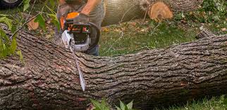 Best Root Management and Removal  in Avon, CO